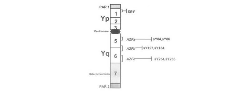 Microdélétion du chromosome Y