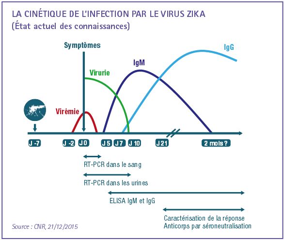Cinetique infection virus zika