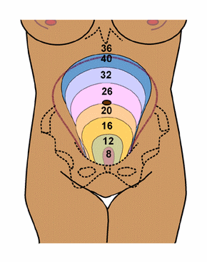 hauteur uterine